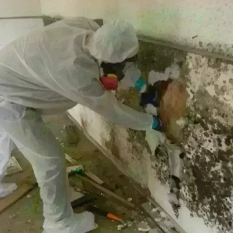 Mold Remediation and Removal in Laurel Springs, NJ